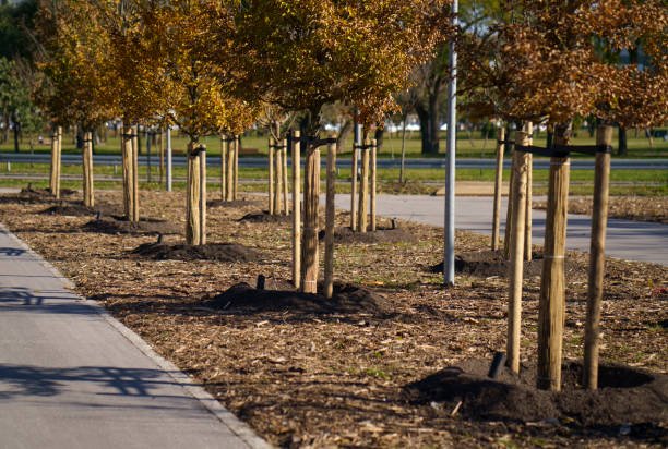 planted new trees in a park in an urban environment.